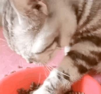 猫碗老不刷有什么危害,猫碗不洗猫吃了会怎么样