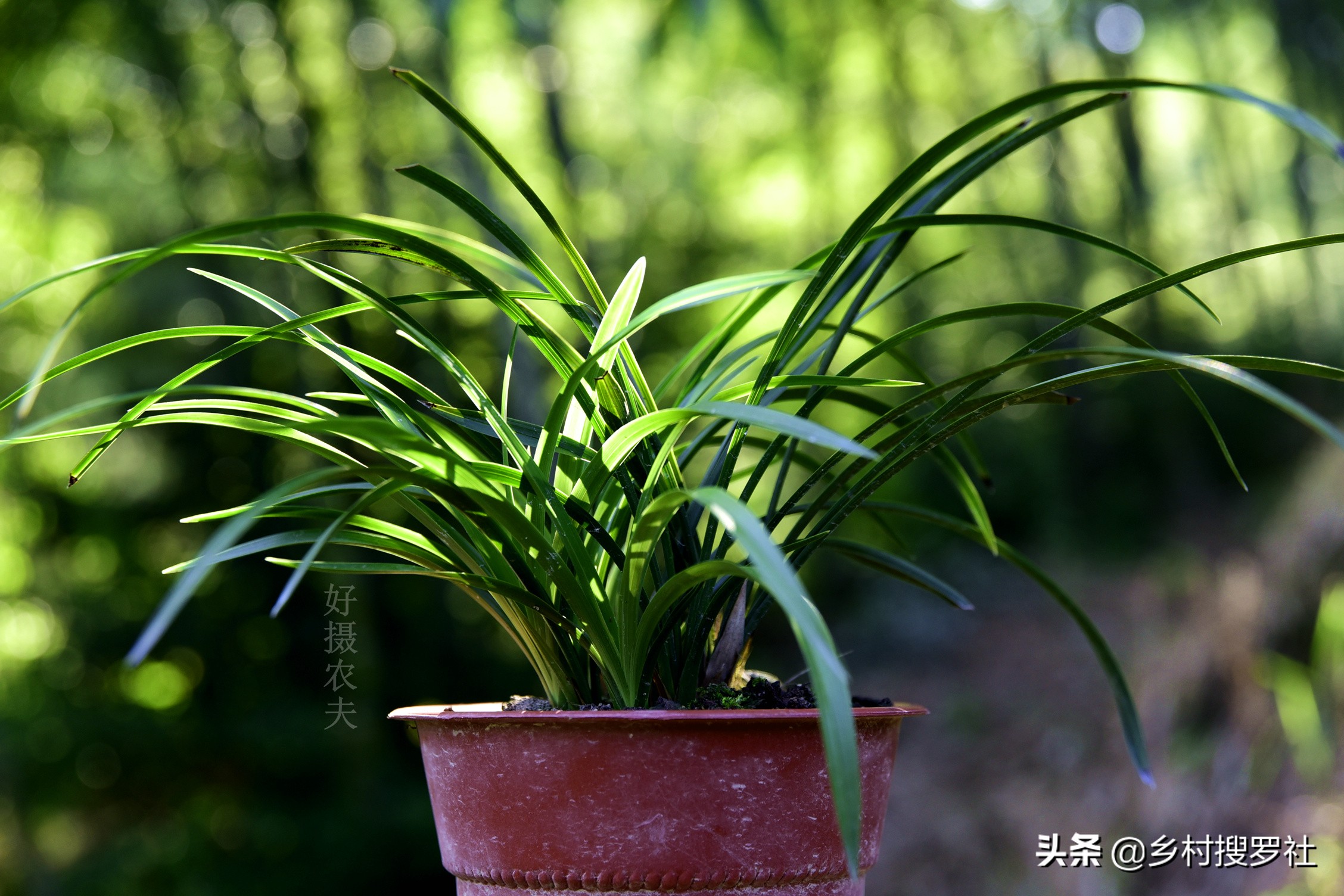 兰花叶片泛黄，如何处理？不必施肥，只需几块钱就可以