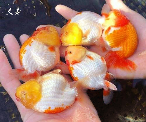 8-10厘米兰寿和10-12厘米兰寿混养吗,饲养兰寿金鱼有哪些关注事项