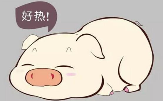 猪中暑怎么治疗最有效,防猪中暑最好的办法