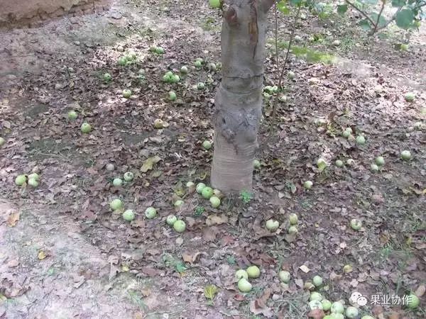 苹果套袋后腐烂啥原因,苹果套袋后管理方法