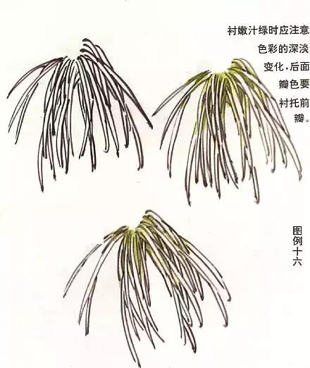 菊花国画入门简单教程,国画菊花画法技法教程