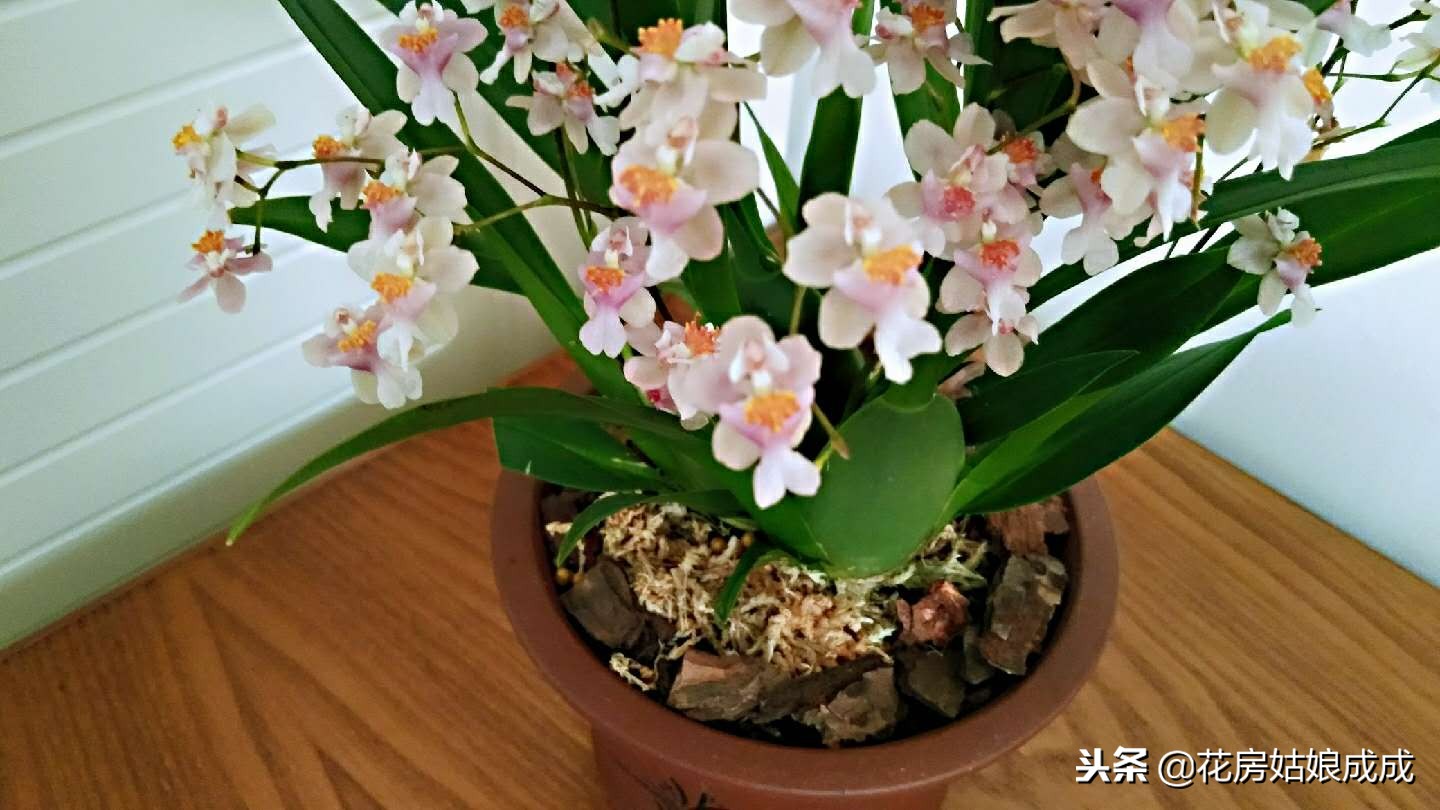 比较好养的兰花种类,什么兰花最好养又香又好看