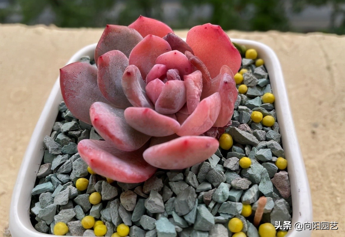 网上的多肉买回家，先要控形，不要着急养大，适应环境是关键