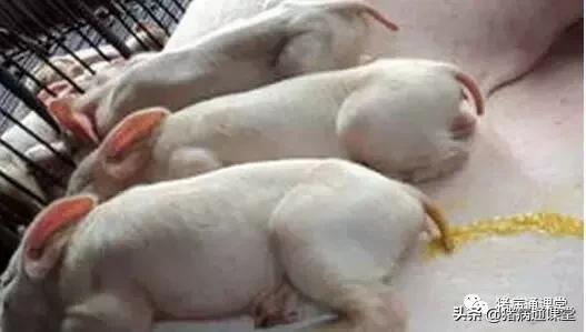 养猪的十大经验和方法,养猪技术教学母猪产仔奶水不足