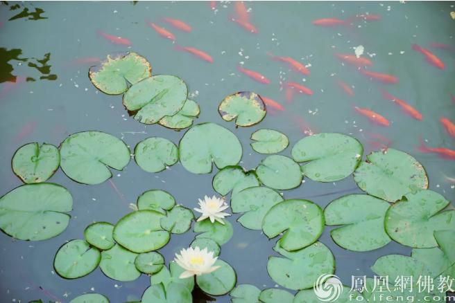 一行禅师如何放下内心所有的期待,一行禅师善待自己