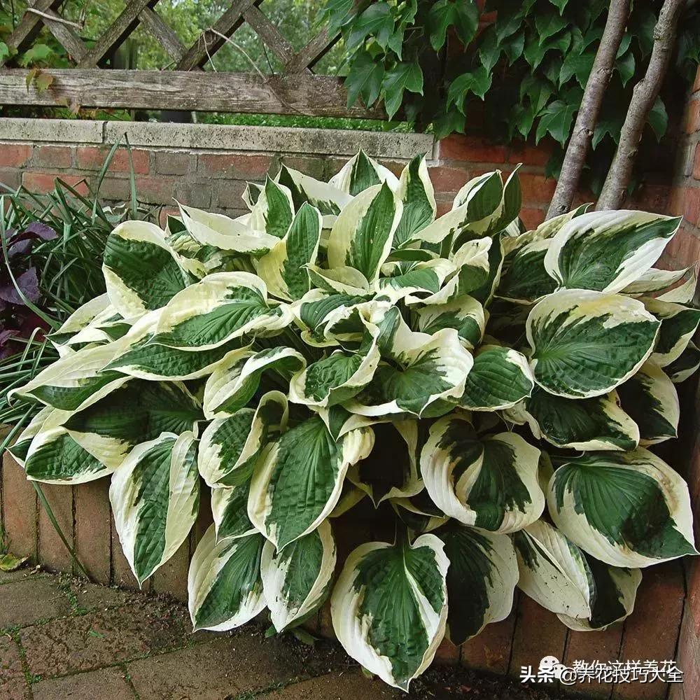 4种耐阴花好看好养活室内也能开,和绿萝长得很像耐阴的植物