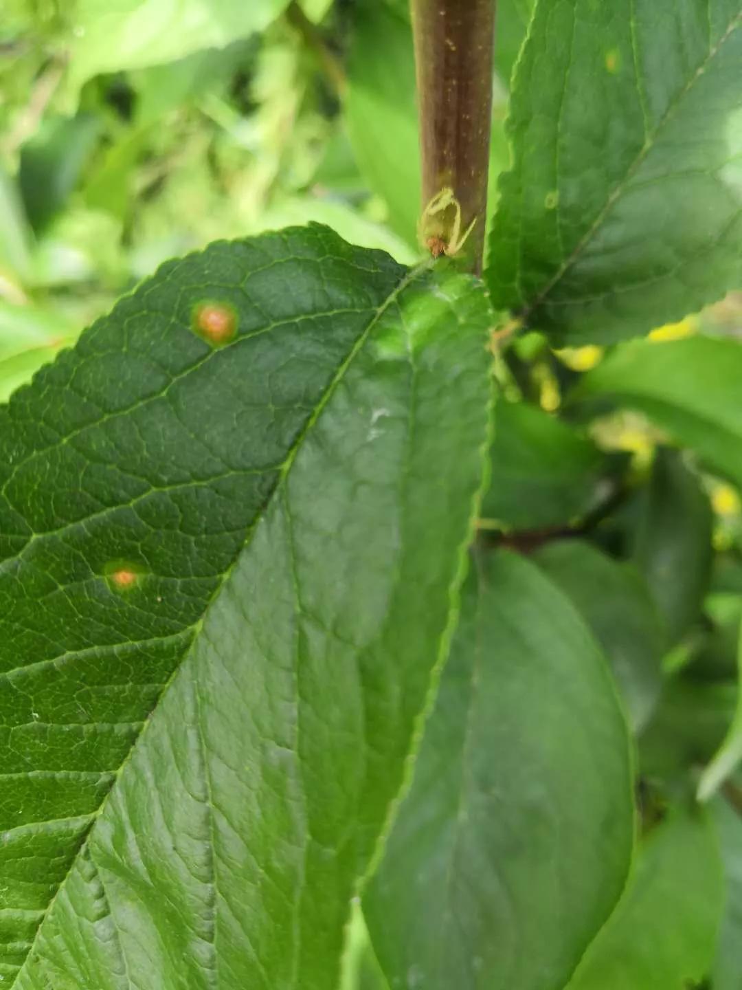 李子转色期病虫害,李子高产病害