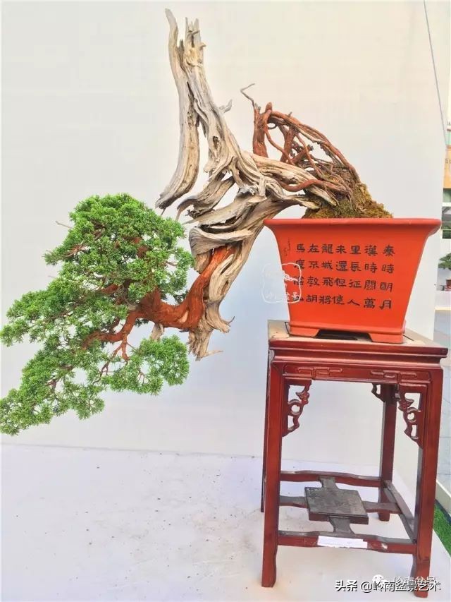 鎺㈡灊妞嶇墿,鎺㈡灊