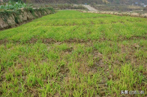 水稻立枯病和青枯病的区别是什么,水稻立枯病和青枯病用什么药防治