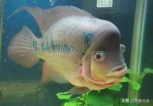 观赏鱼常见鱼病,热带鱼观赏鱼常见疾病