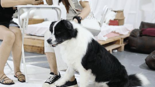 Pick到一家宝藏「宠物写真馆」！福利已谈好，铲屎官快冲鸭