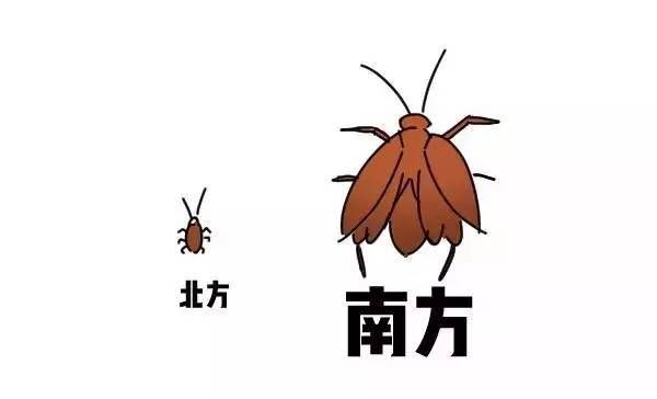 广东的蟑螂到底有多大,广东的蟑螂到底有多可怕