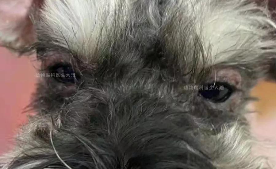 狗狗睑板腺炎最佳治疗方法,狗狗睑板腺炎反复肿怎么办