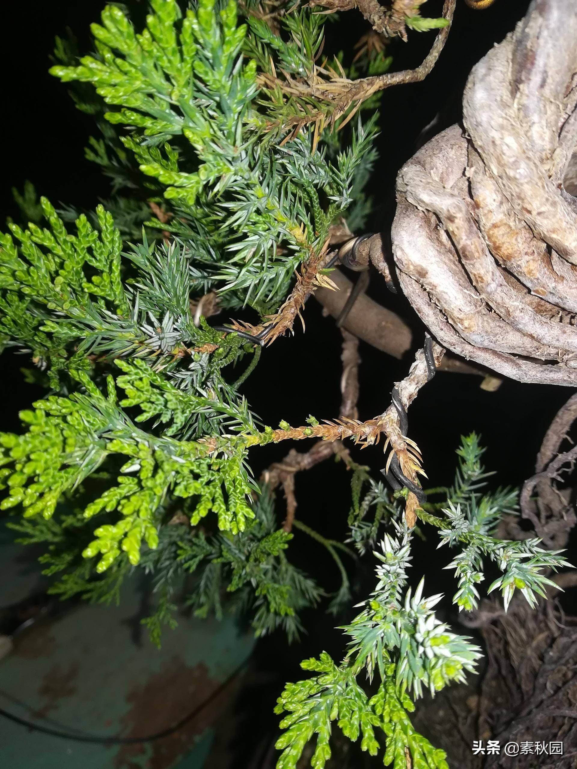 怎样从一棵小苗培养成提根盆景—台湾真柏