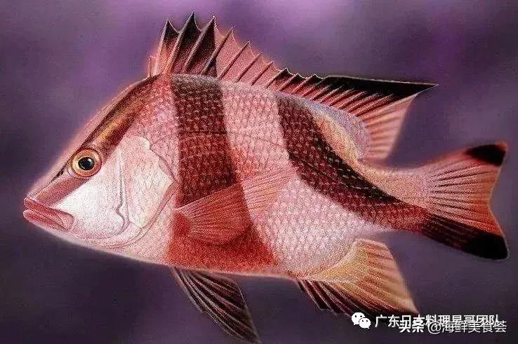 这5种淡水鱼值得多吃,中国最好吃的鱼类排行榜