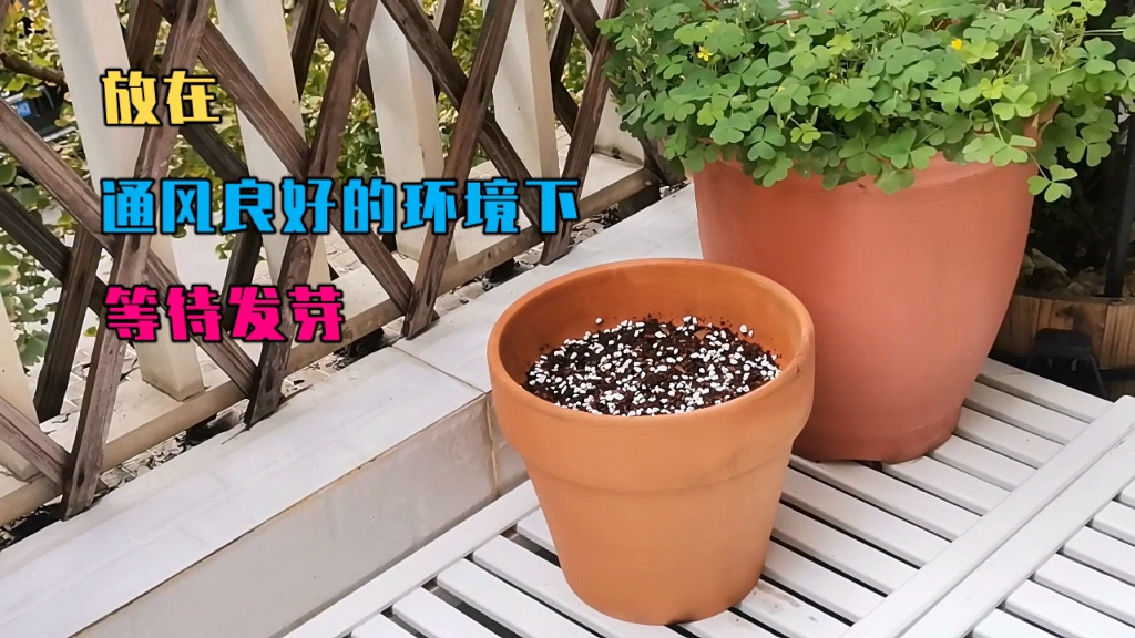 酢浆草播种技巧,酢浆草怎么播种