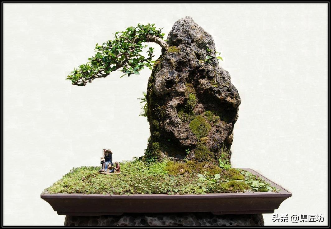 盘点五大树桩盆景流派和常用树种,盆景初学者种什么好