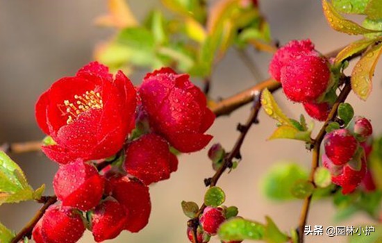 海棠花叫断肠花的故事,海棠花又名断肠花有毒吗
