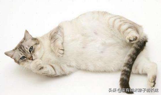 家里母猫正在生幼崽怎么处理,如何在家都能判断母猫是否怀孕