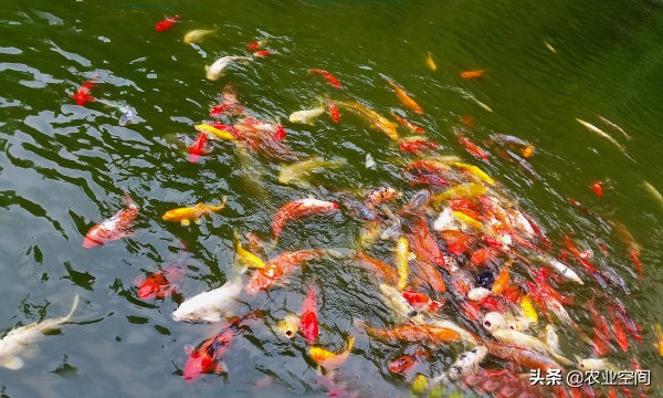 锦鲤鱼饲养方法锦鲤吃什么,怎么养锦鲤鱼颜色鲜艳