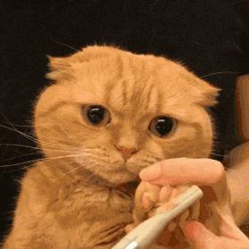 防止猫咪中暑的4个小妙招,夏天怎么给猫咪防暑