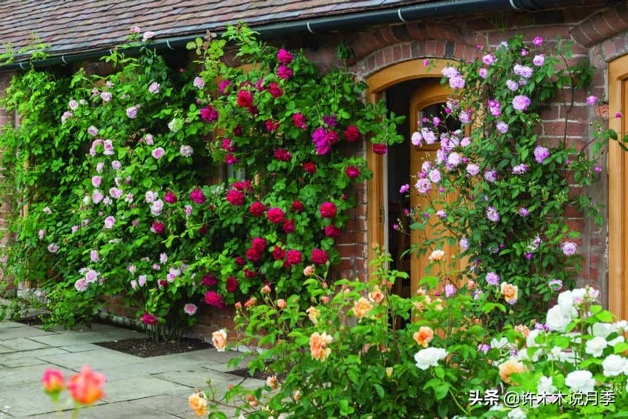 藤本月季蔷薇怎么养殖,藤本月季冬季不掉叶