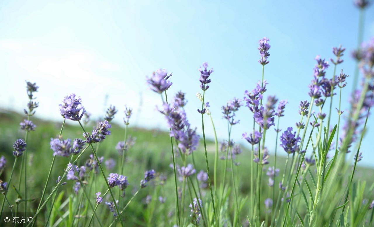 广场舞曲《草原情话》—旋律优美悦耳动听