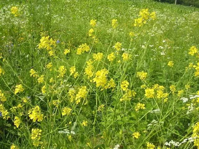 各种蔬菜水果祖先的样子,各种蔬菜祖先