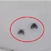 怎样根治家中的小飞虫,家里一堆小飞虫怎么解决