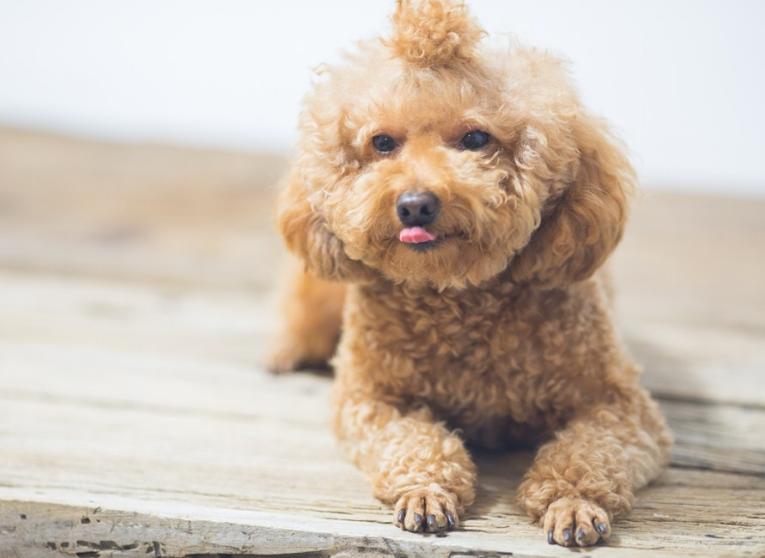 泰迪狗一天喂几次狗粮比较好呢,泰迪狗狗应该喂多少狗粮