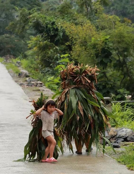 动物为什么进化出生育能力,生多生少取决于公猫还是母猫
