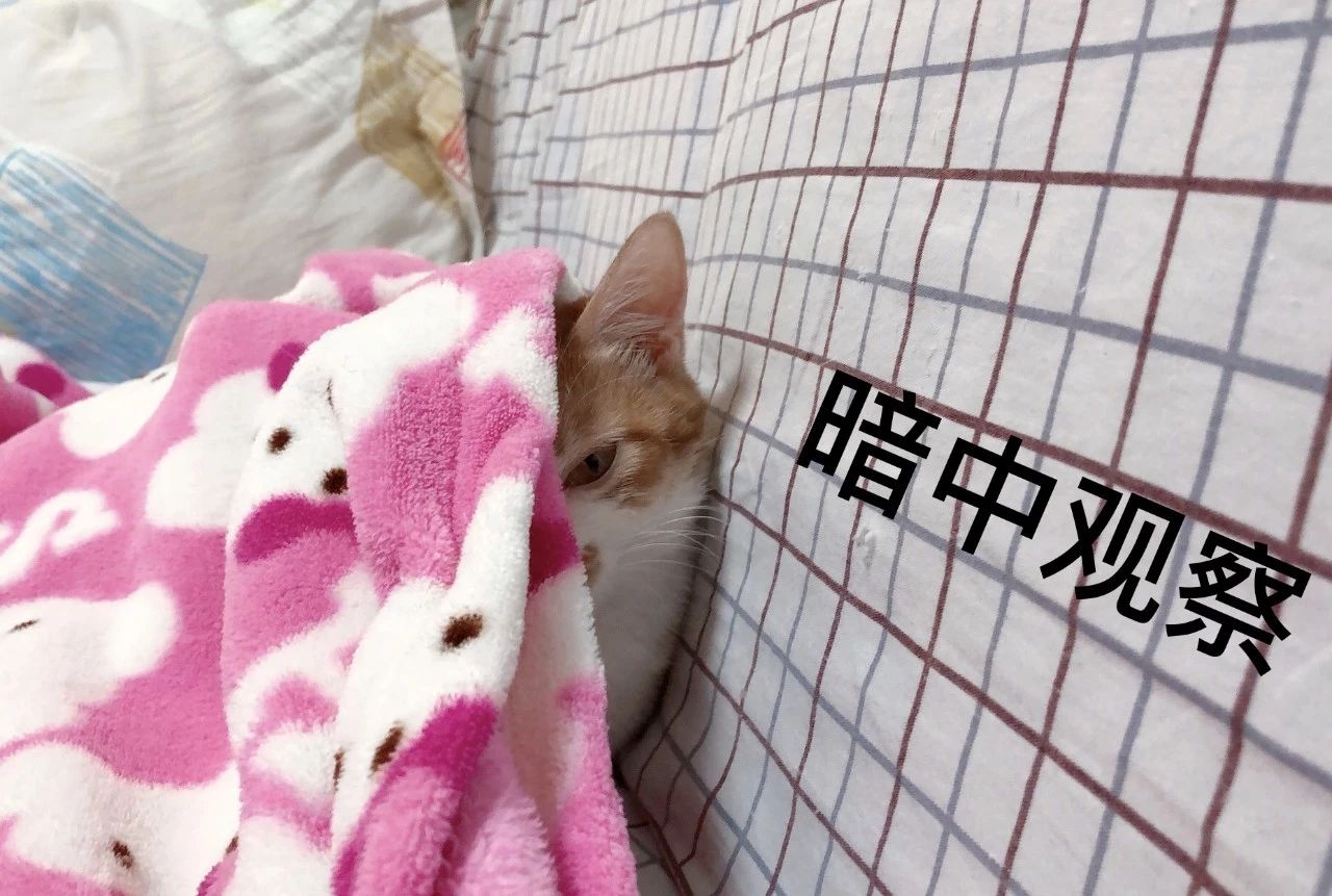 春节回家猫咪咋办,过年回老家猫咪怎么办