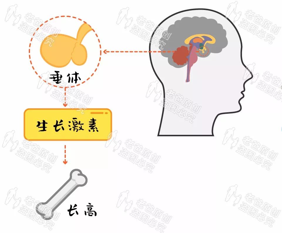 梅西身高是1米67还是1米7,现在梅西身高多少厘米啊