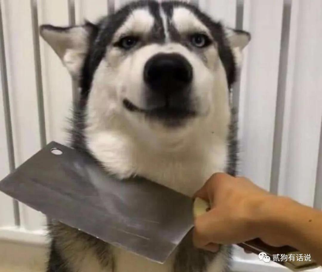 狗中奇葩哈士奇,狗界七大奇葩