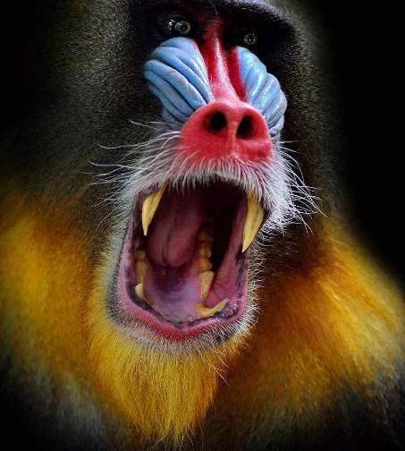 北京大马猴是啥,东北有啥猴子