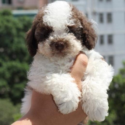 泰迪常见颜色,常见的泰迪颜色有哪些