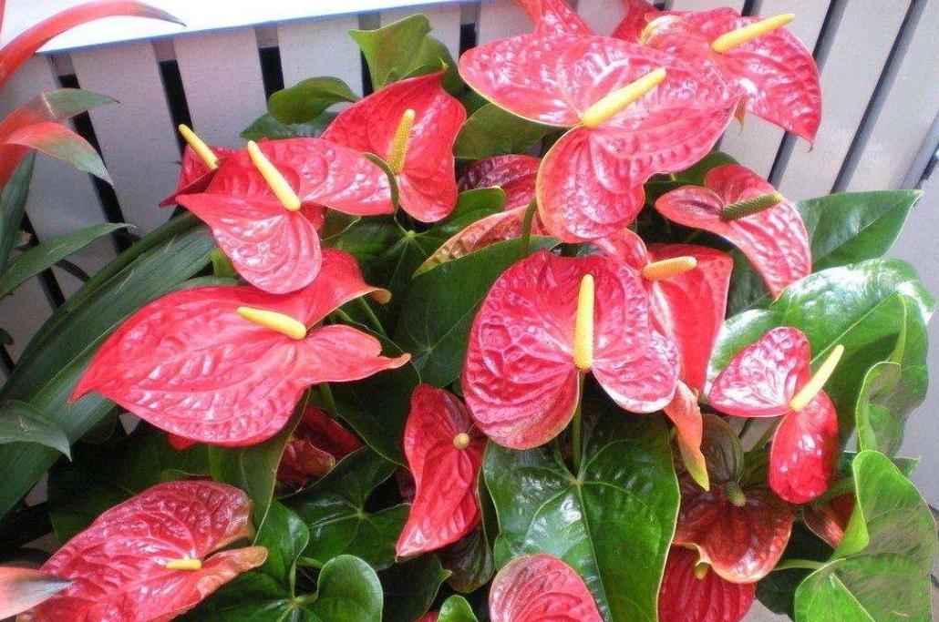 红掌养着养着叶子掉了是怎么回事,红掌根部黄叶干枯不开花怎么办