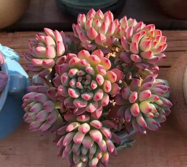 网购多肉服盆,多肉没服盆就到夏天了怎么办