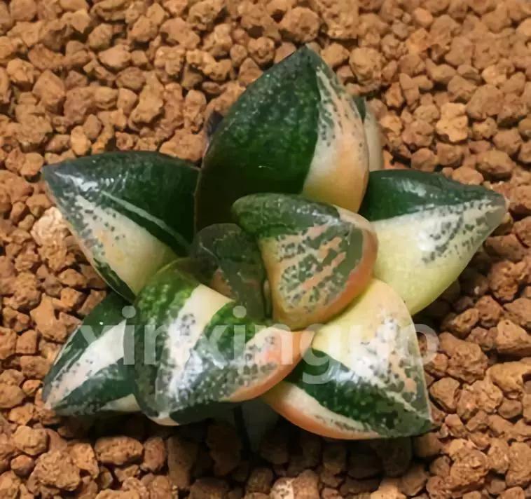 郭氏---台湾行之李瑞斌大棚及布楚礼多肉植物园游记