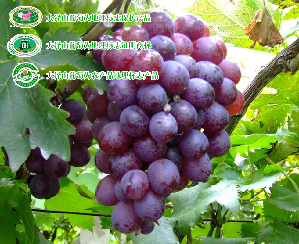 青岛特产十二道海味,青岛特产必买清单排行榜第一名