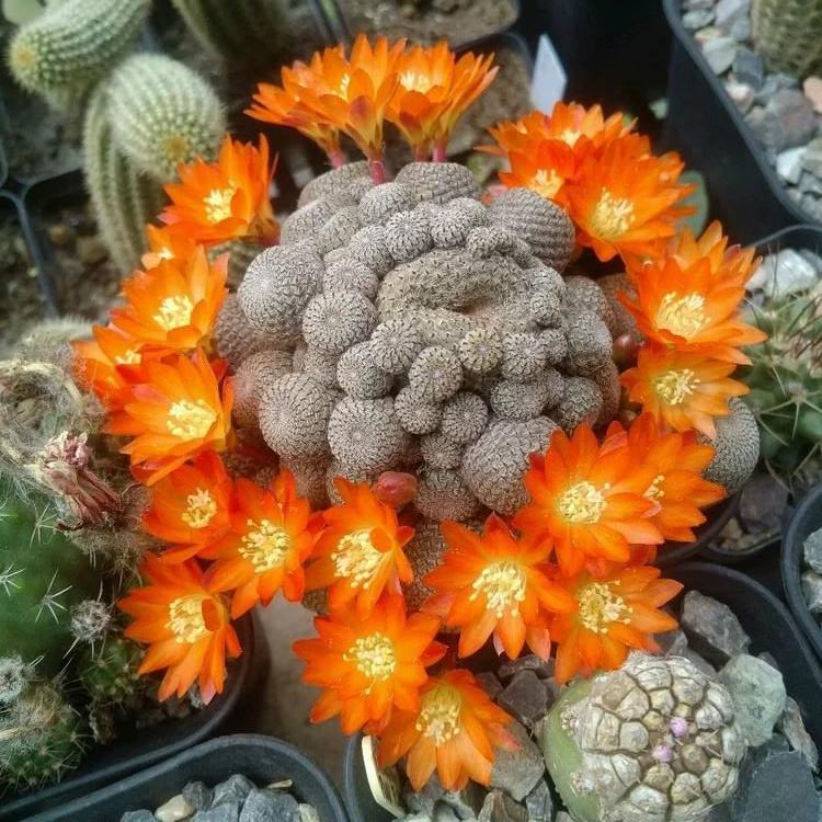 101仙人球,101个仙人球品种