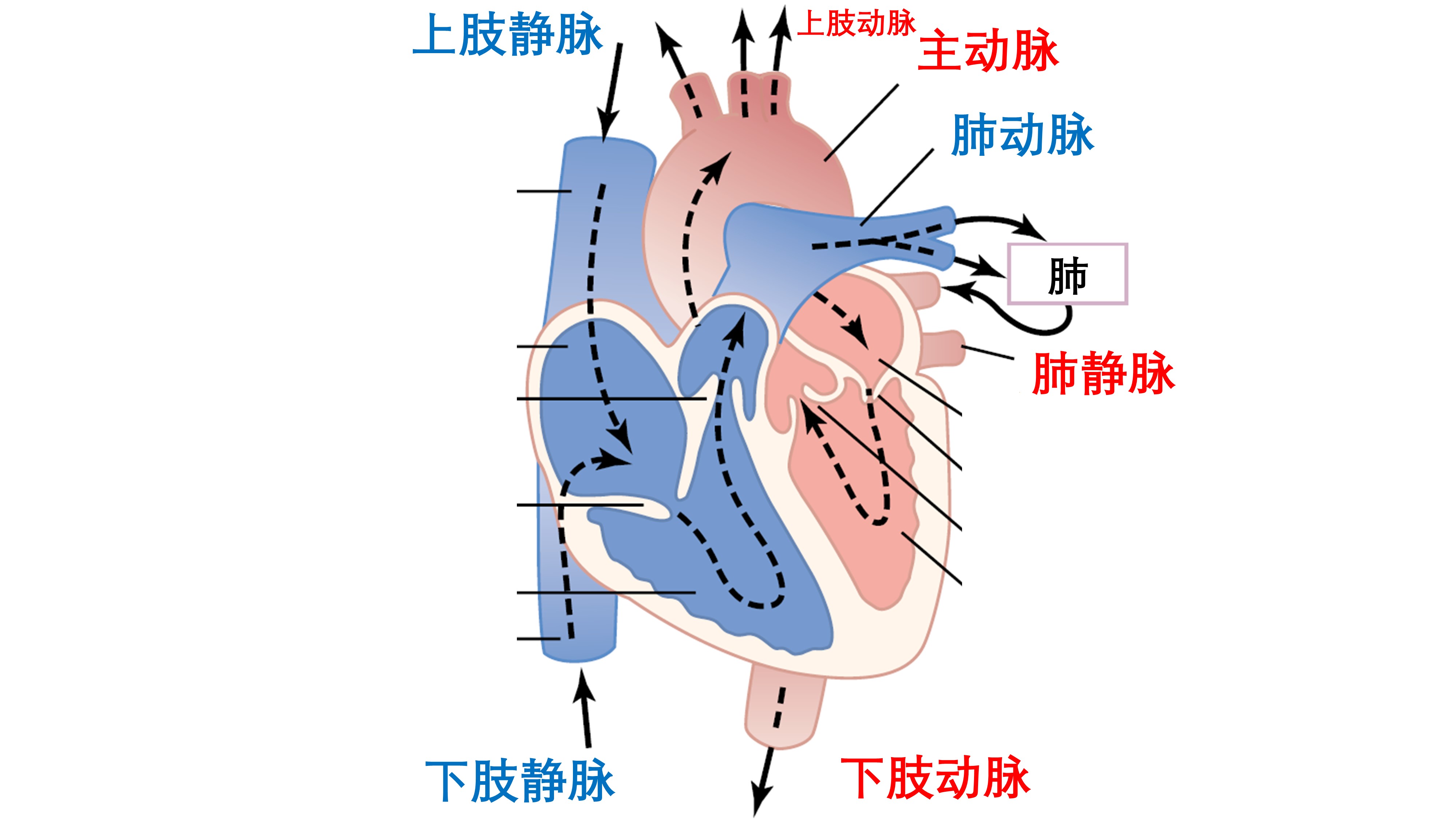 我们是怎么动起来的,心动的人的心脏是怎么跳动的
