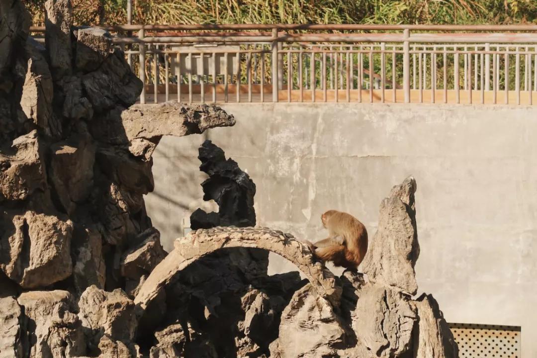 在动物园漫步才是正经事|暴走福州