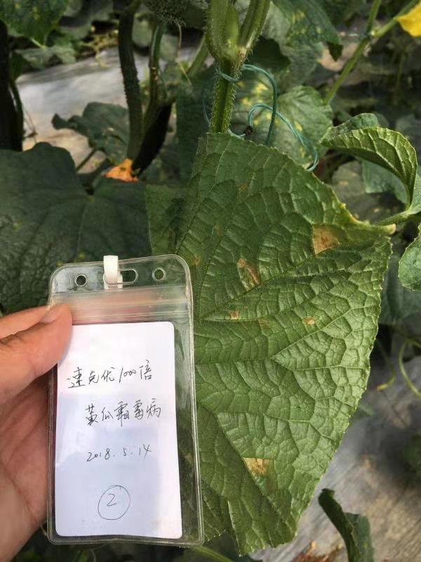 内吸传导，即刻见效：利民新品“速克优”全程防治作物病害！