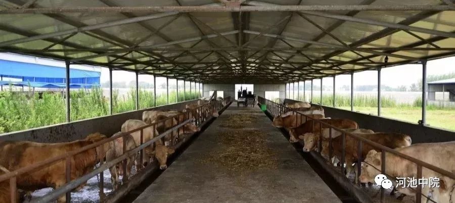 牛撞人责任划分,牛撞人谁的责任