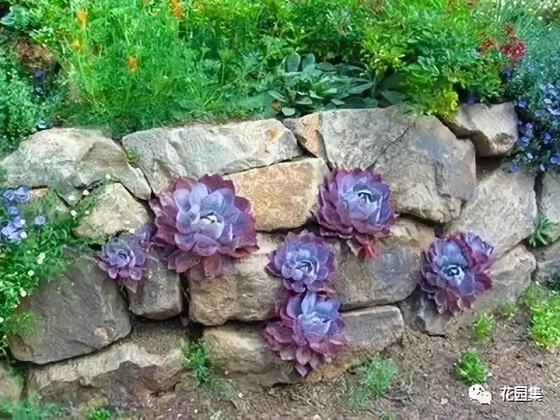 庭院风水学入门知识,庭院风水学入门知识大全