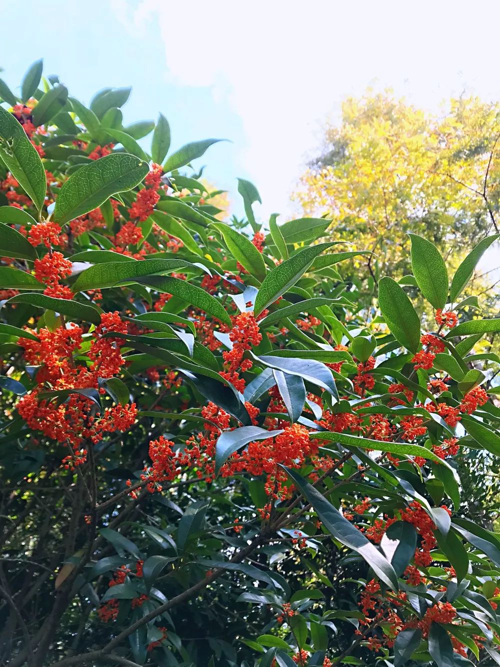 上海赏桂花好去处,江浙沪赏桂哪里去
