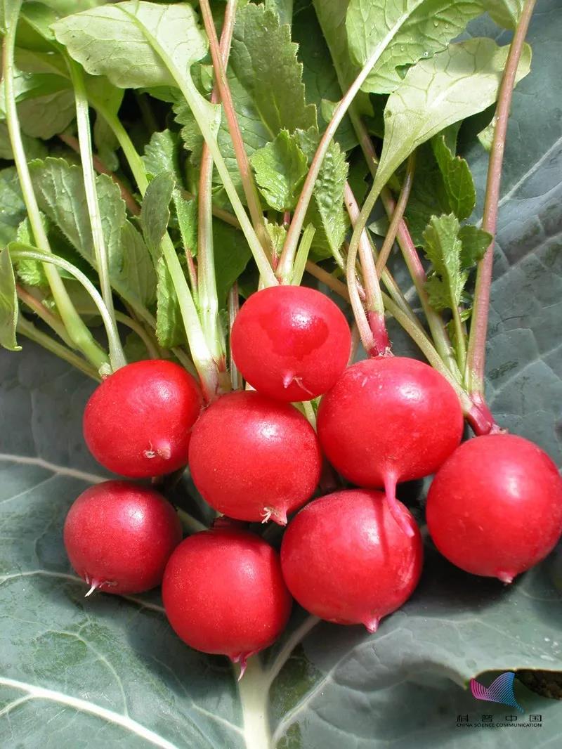 迷你蔬菜好吗,迷你菜价格高吗