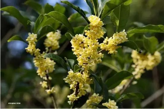 「乐活」寻找秋天的香气，这份赏桂地图请收好~